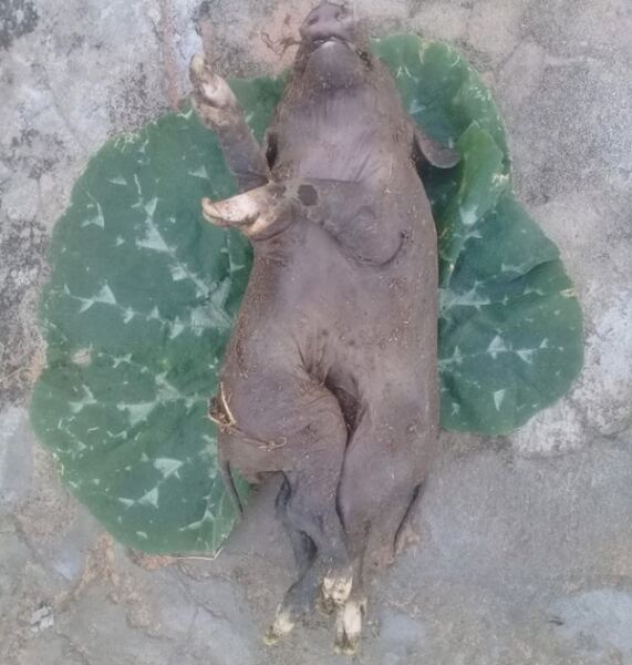 Porco nasce com uma cabeça e dois corpos na região de Guanambi 