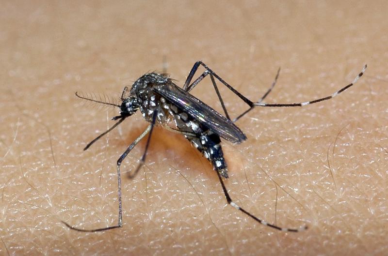 Sesab confirma mais quatro mortes por dengue no estado